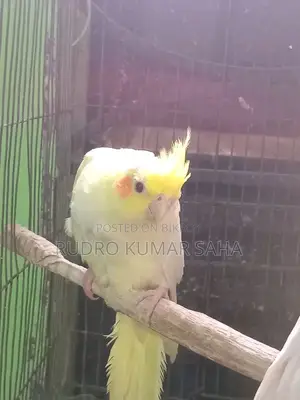 কোকাটেল পাখি