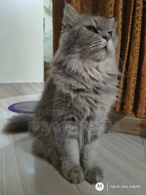 Persian Ash Calico