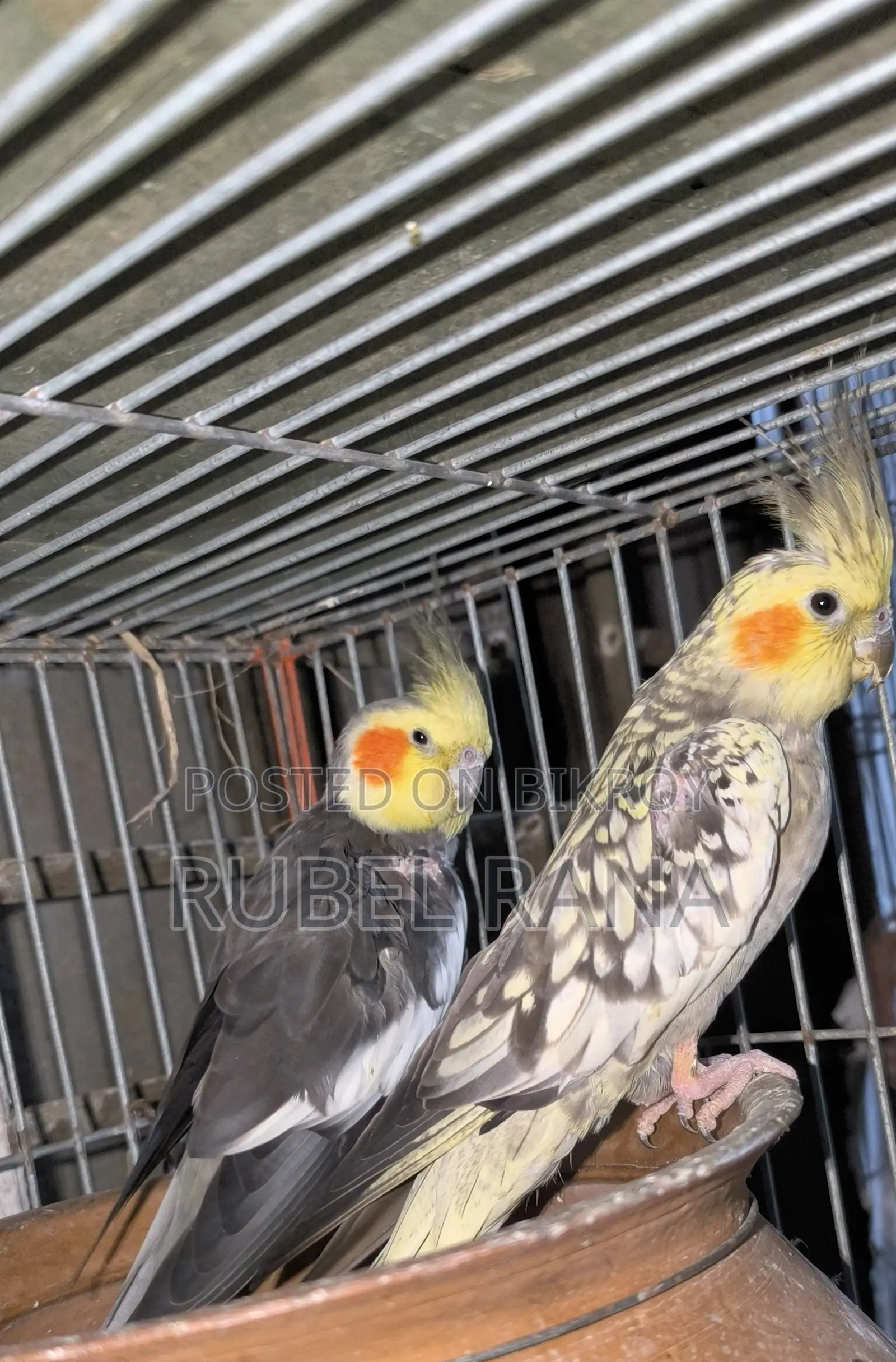 Cockatiel and Australian Dove