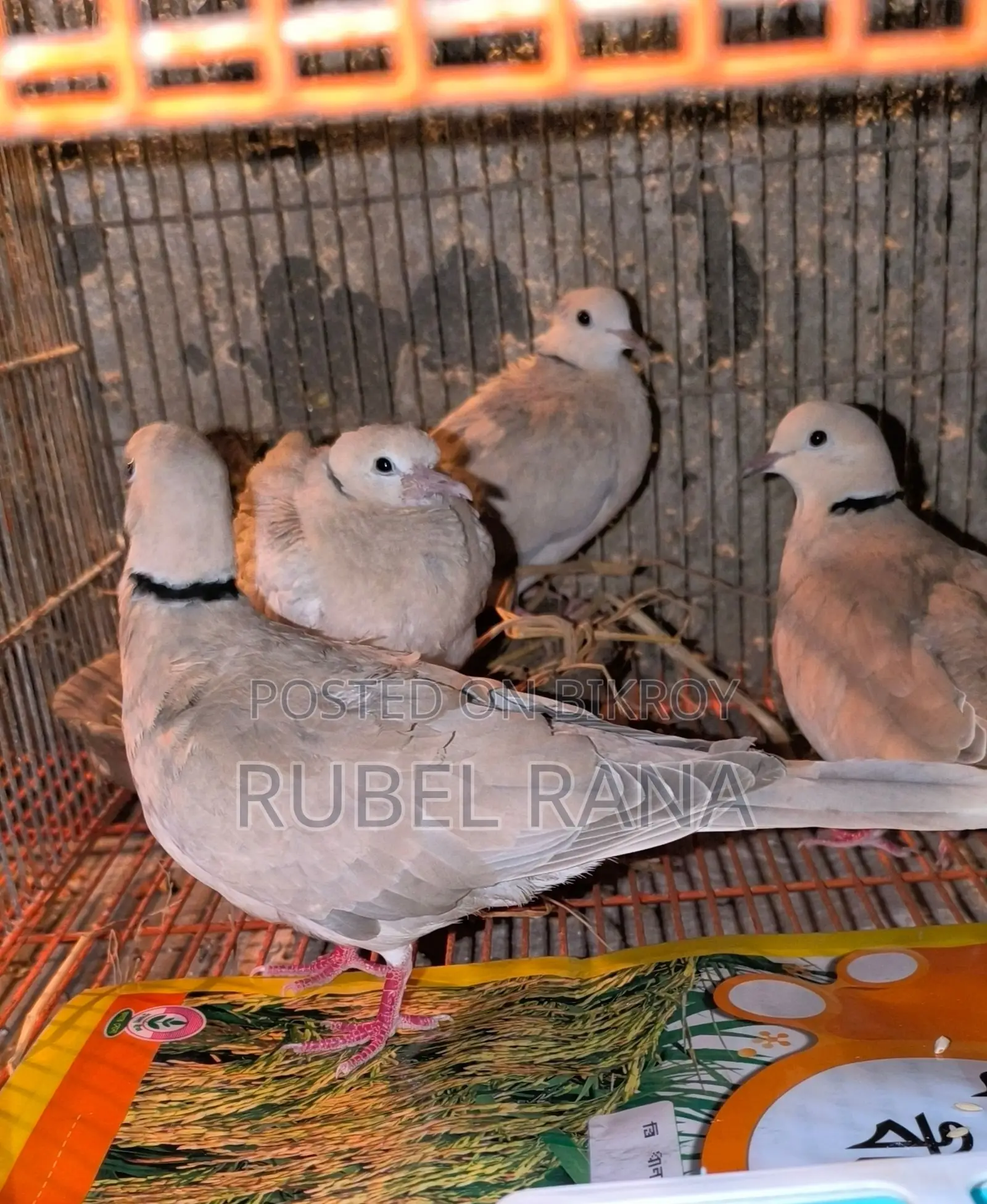 Cockatiel and Australian Dove