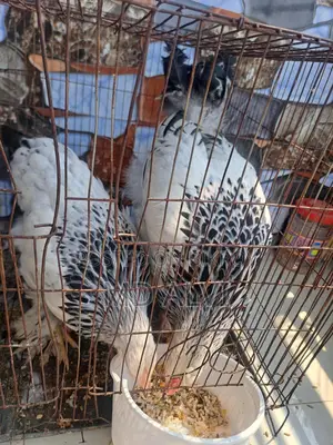 ব্রাহ্মহা মুরগি বিক্রি হবে