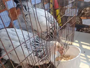 ব্রাহ্মহা মুরগি বিক্রি হবে
