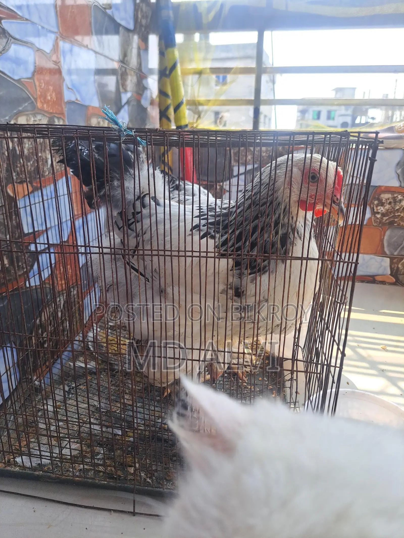 ব্রাহ্মহা মুরগি বিক্রি হবে
