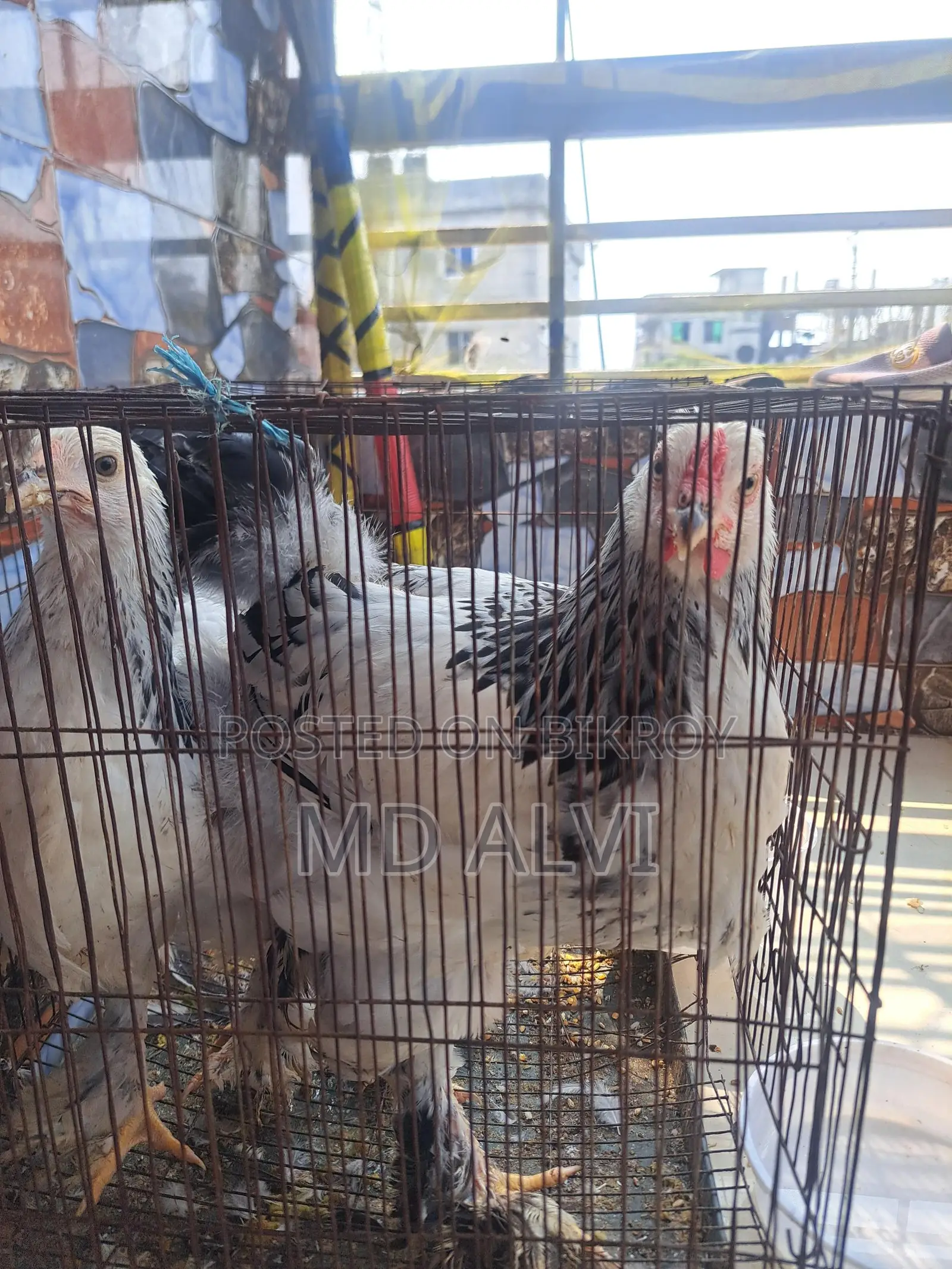 ব্রাহ্মহা মুরগি বিক্রি হবে