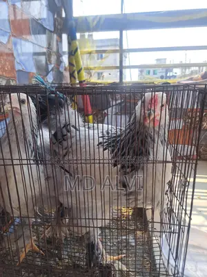 ব্রাহ্মহা মুরগি বিক্রি হবে