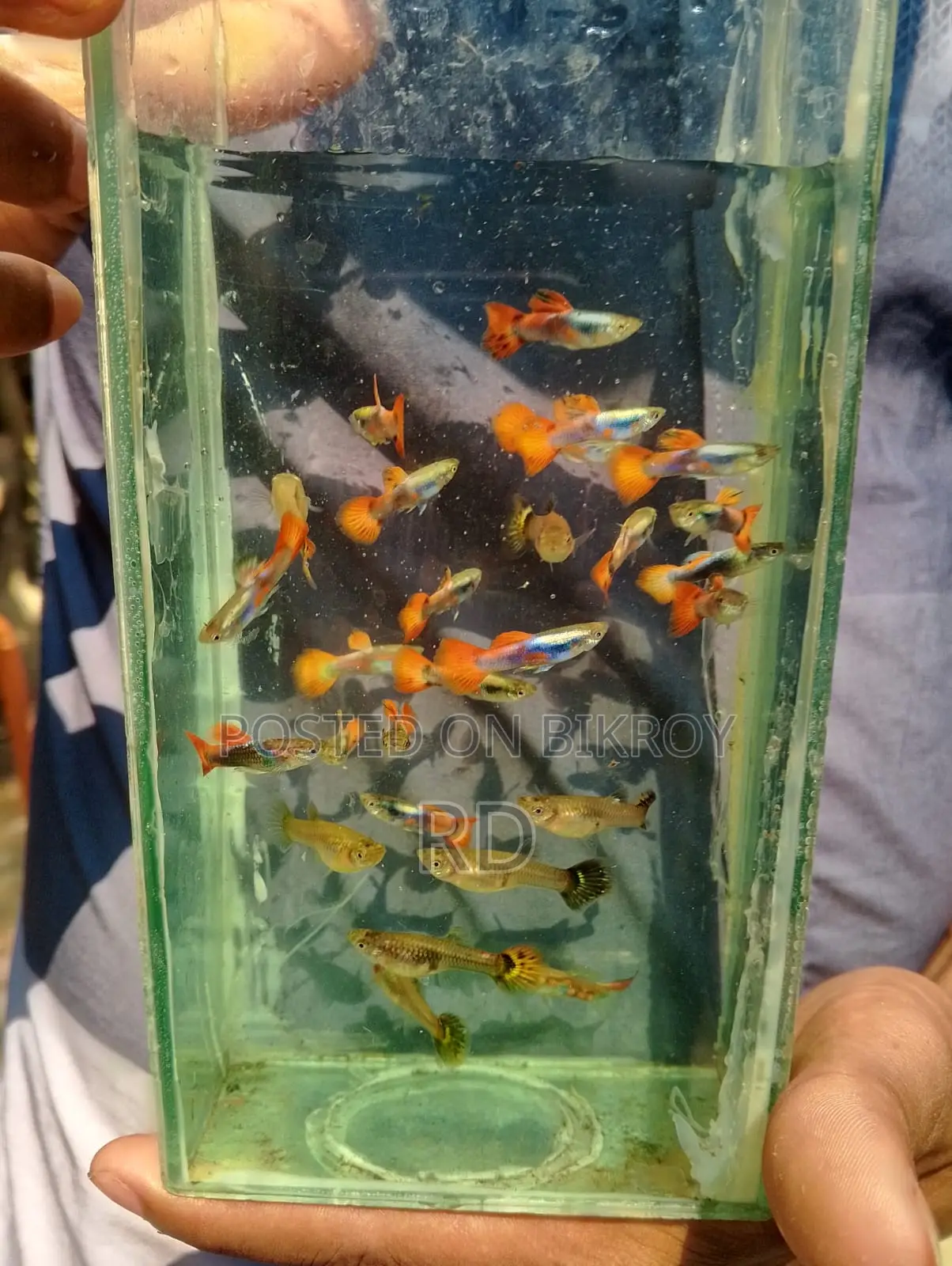 High Quality Mix Guppy.