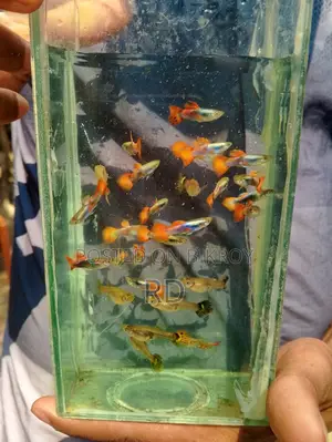 High Quality Mix Guppy.