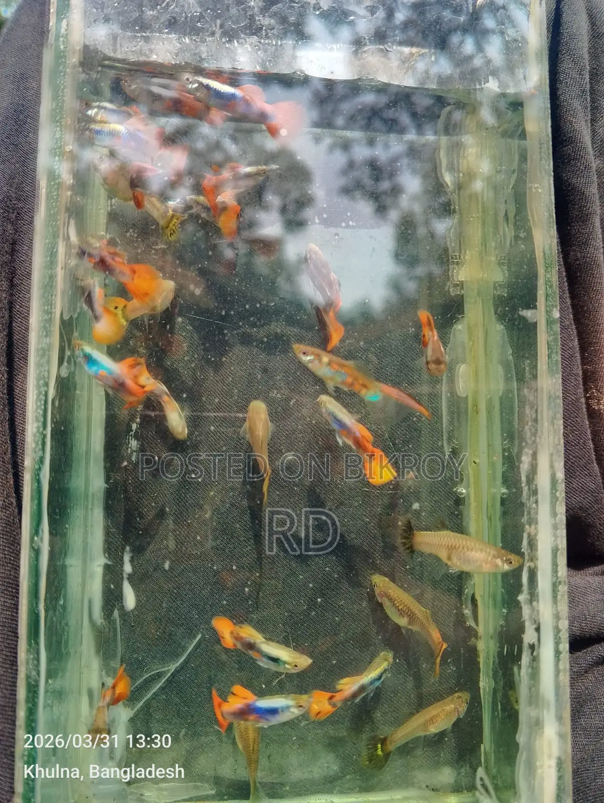 High Quality Mix Guppy.