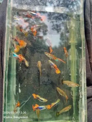 High Quality Mix Guppy.