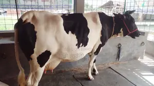 ১১৫৩ নং গাভী গরু ভালো জাতের।