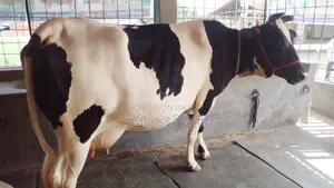 ১১৫৩ নং গাভী গরু ভালো জাতের।