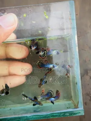 সেমি-অ্যাডাল্ট ডাম্বো মোজাইক গাপ্পি মাছ