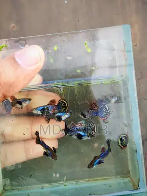 Semi-adult Dumbo Mosaic Guppy Available