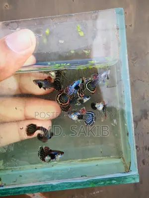 Semi-adult Dumbo Mosaic Guppy Available
