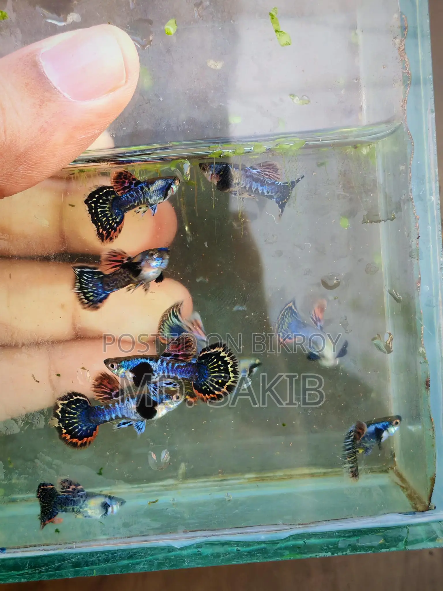 Semi-adult Dumbo Mosaic Guppy Available