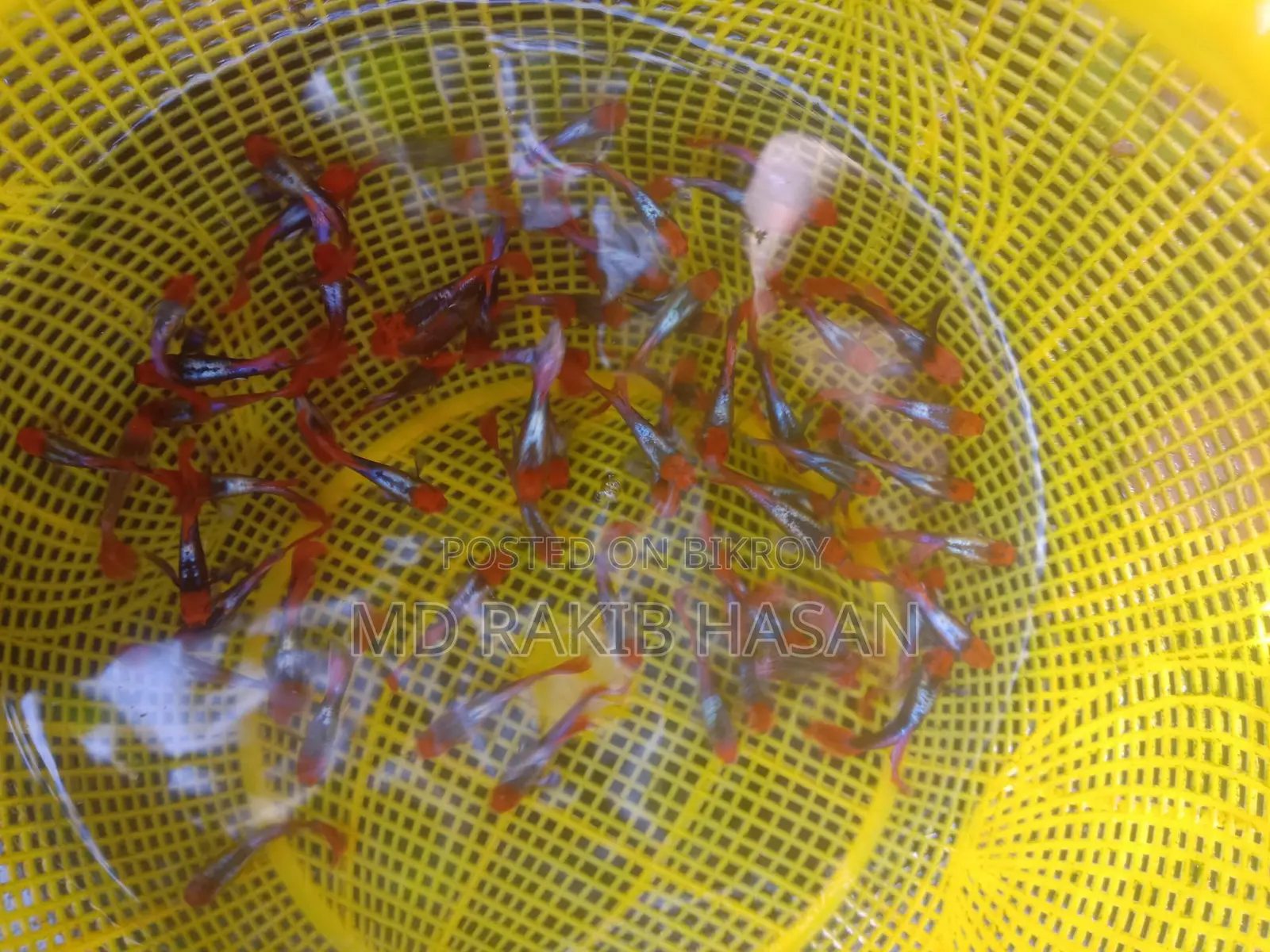 Koi Toxido Fish