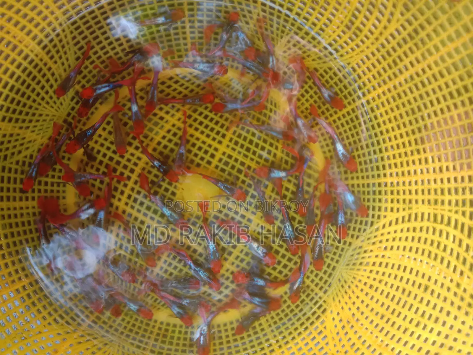 Koi Toxido Fish