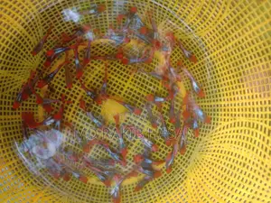 Koi Toxido Fish