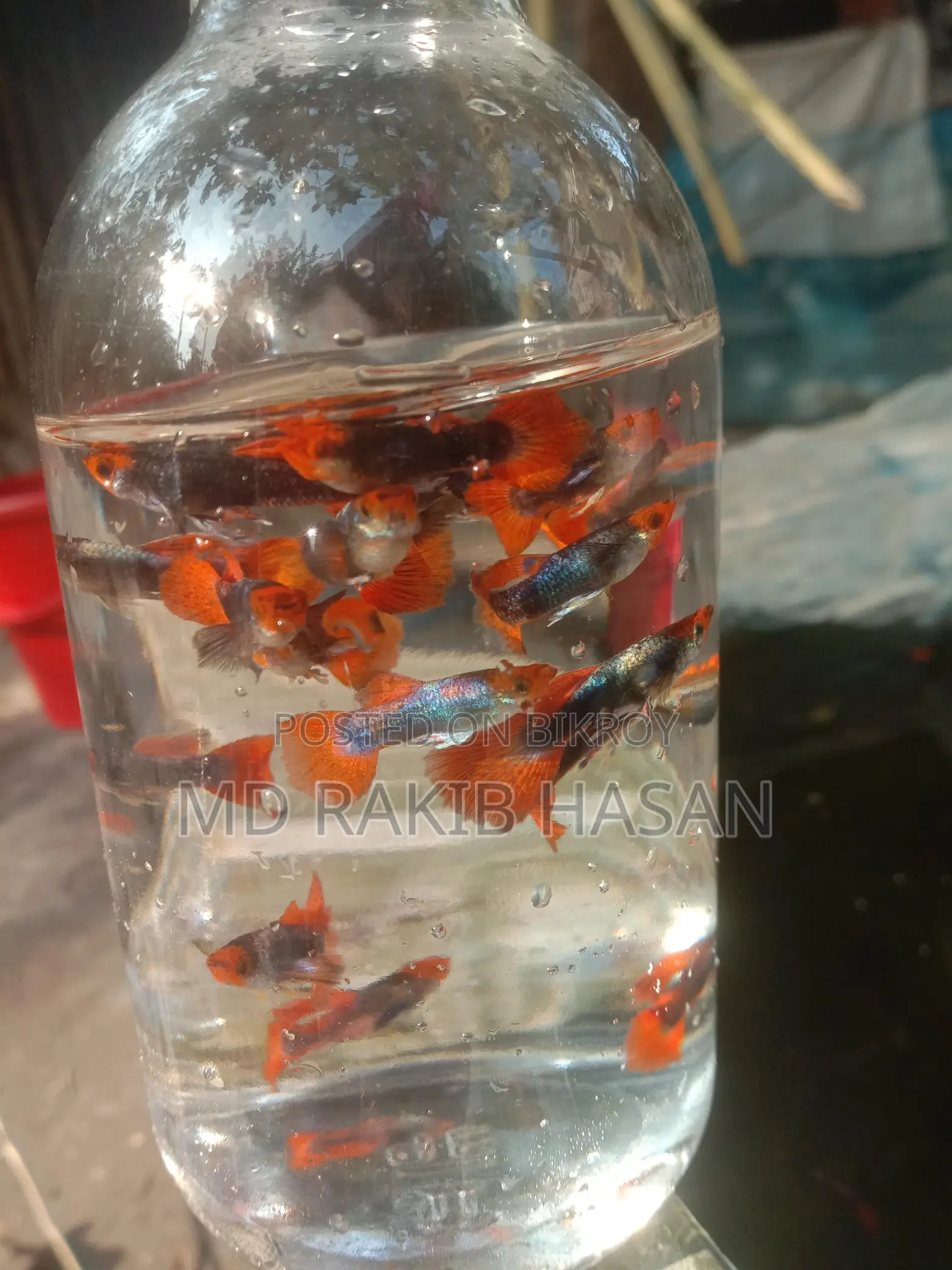 Koi Toxido Fish