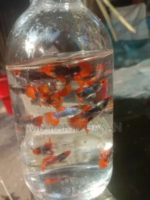 Koi Toxido Fish