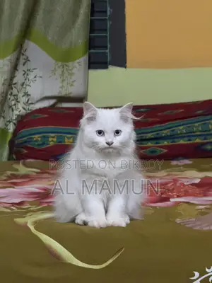 Blue Eyes পিওর পার্সিয়ান Cat ট্রিপল কোটেড