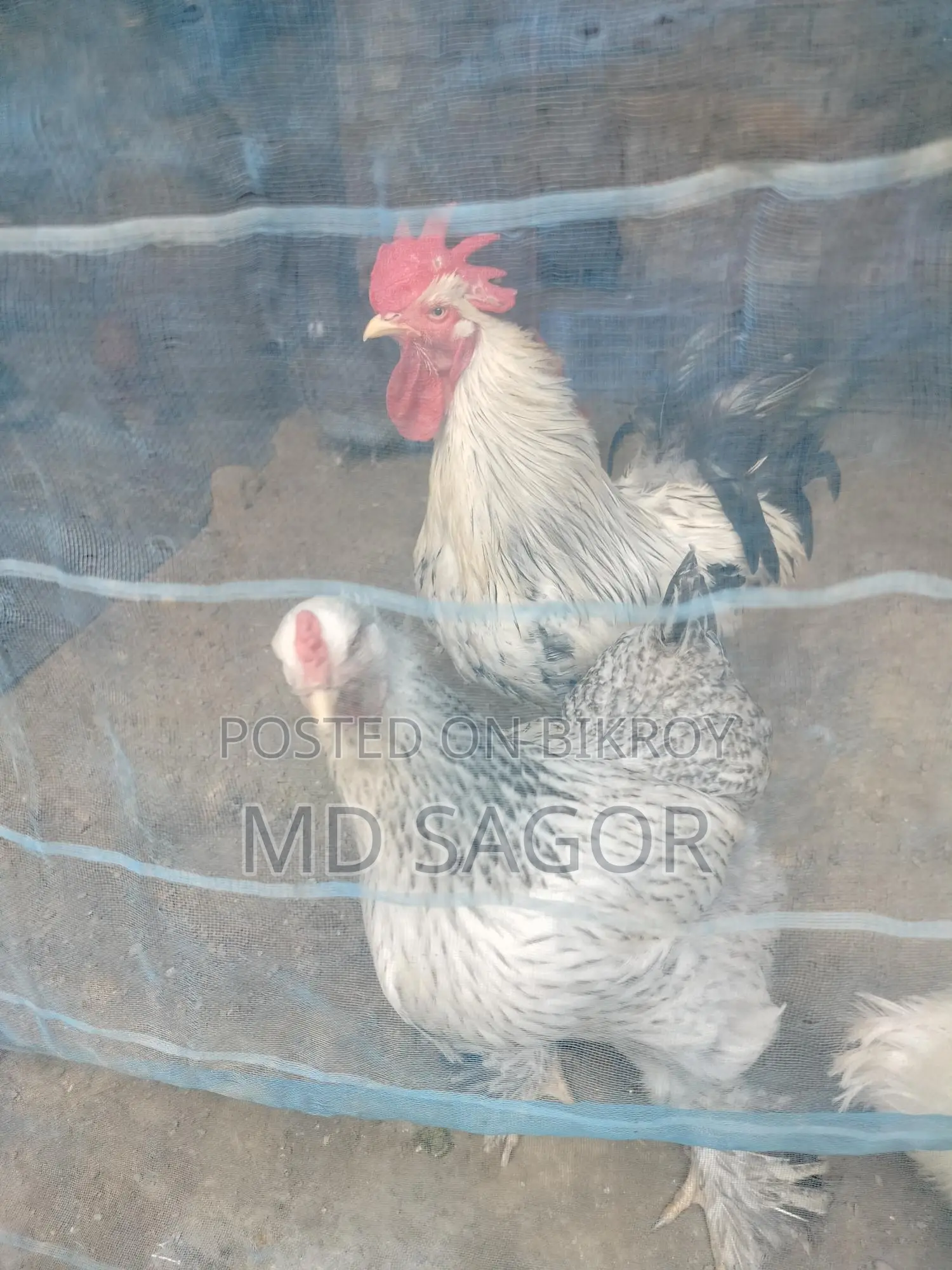 Colombian Light Brahma Hatching Eggs for Sale