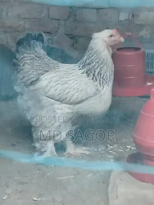 Colombian Light Brahma Hatching Eggs for Sale