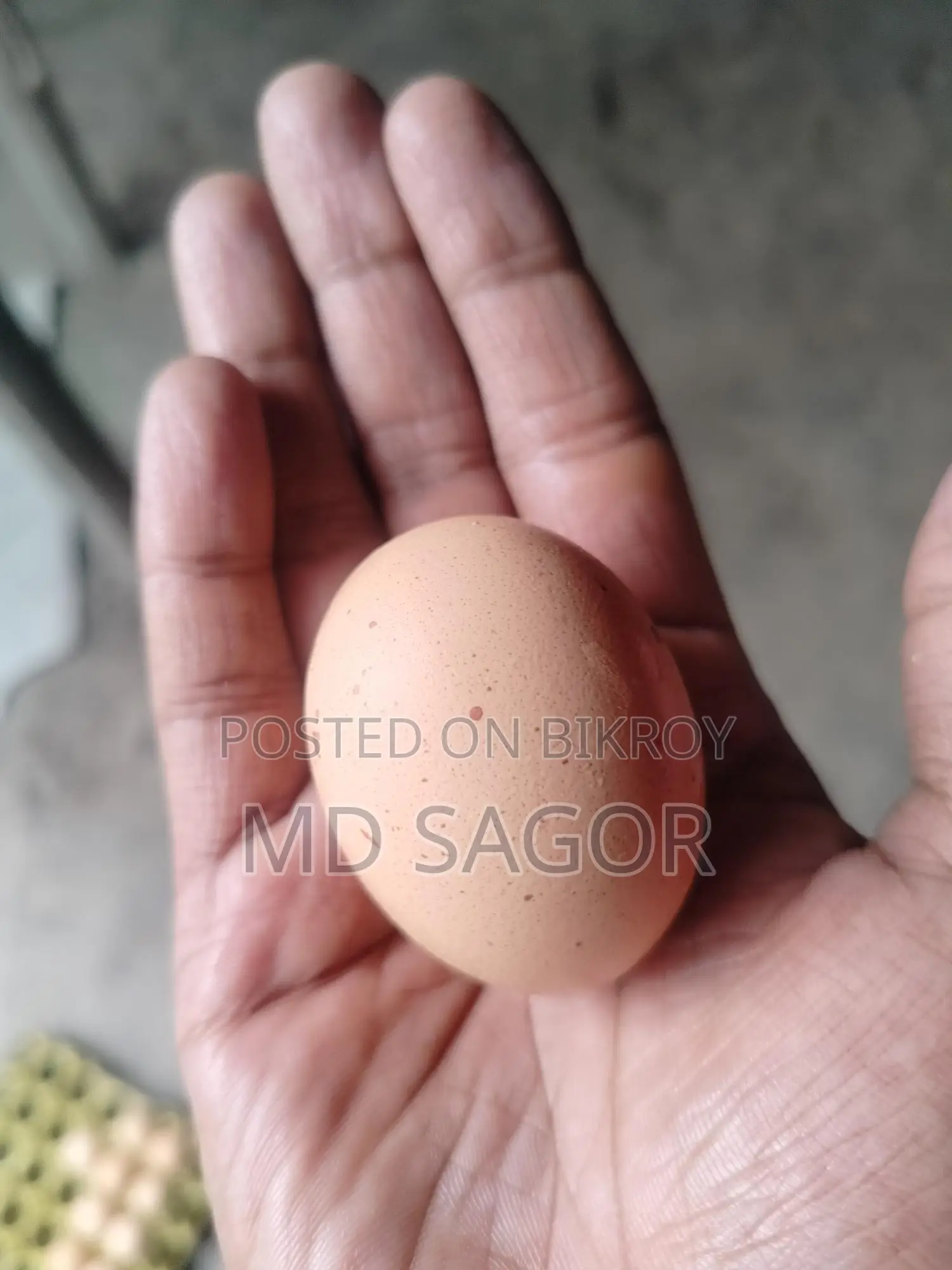 Colombian Light Brahma Hatching Eggs for Sale