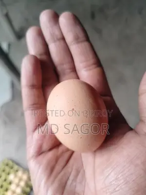 Colombian Light Brahma Hatching Eggs for Sale
