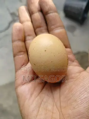 Colombian Light Brahma Hatching Eggs for Sale