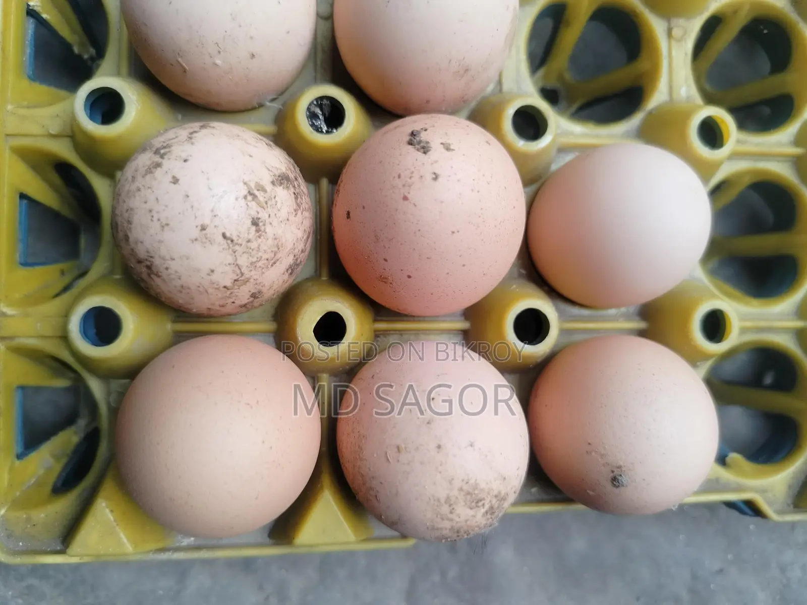 Colombian Light Brahma Hatching Eggs for Sale