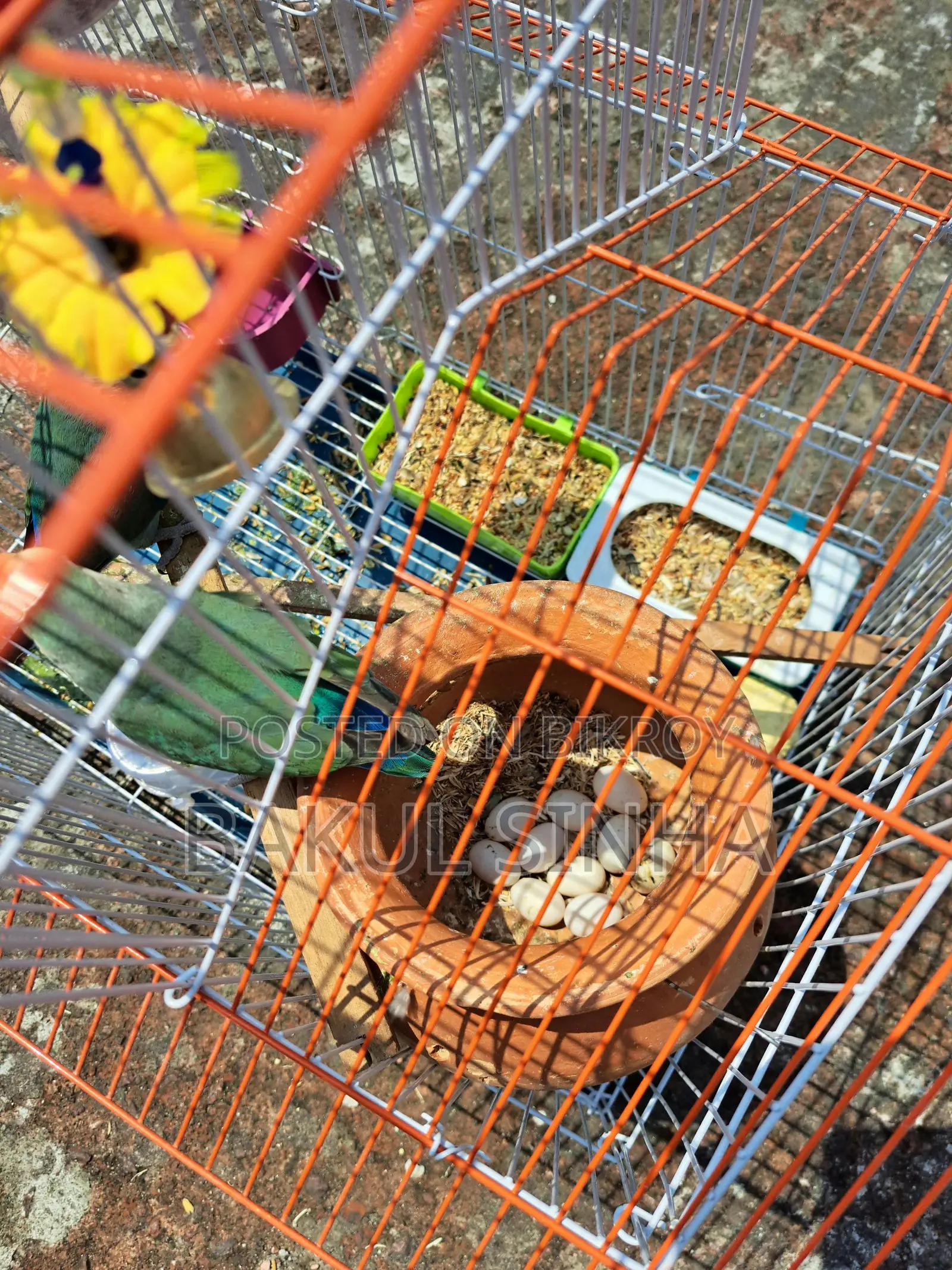 Two Lovebirds with Eggs