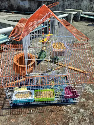 Two Lovebirds with Eggs