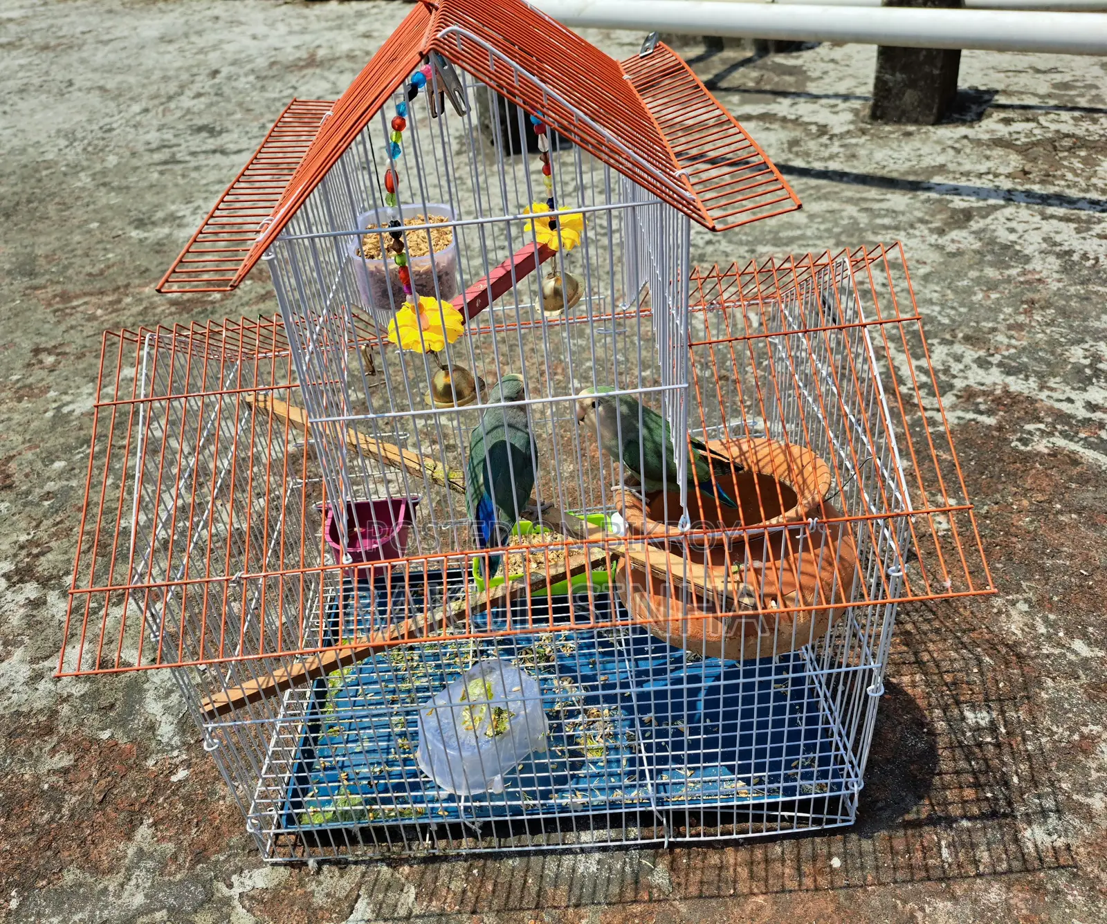 Two Lovebirds with Eggs