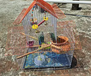 Two Lovebirds with Eggs