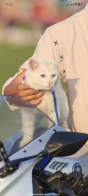 পার্শিয়ান বিড়াল