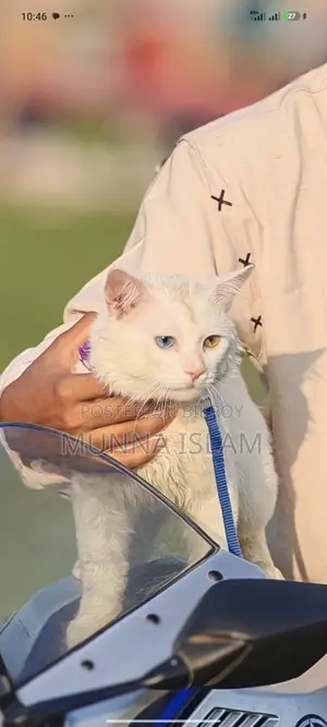 পার্শিয়ান বিড়াল