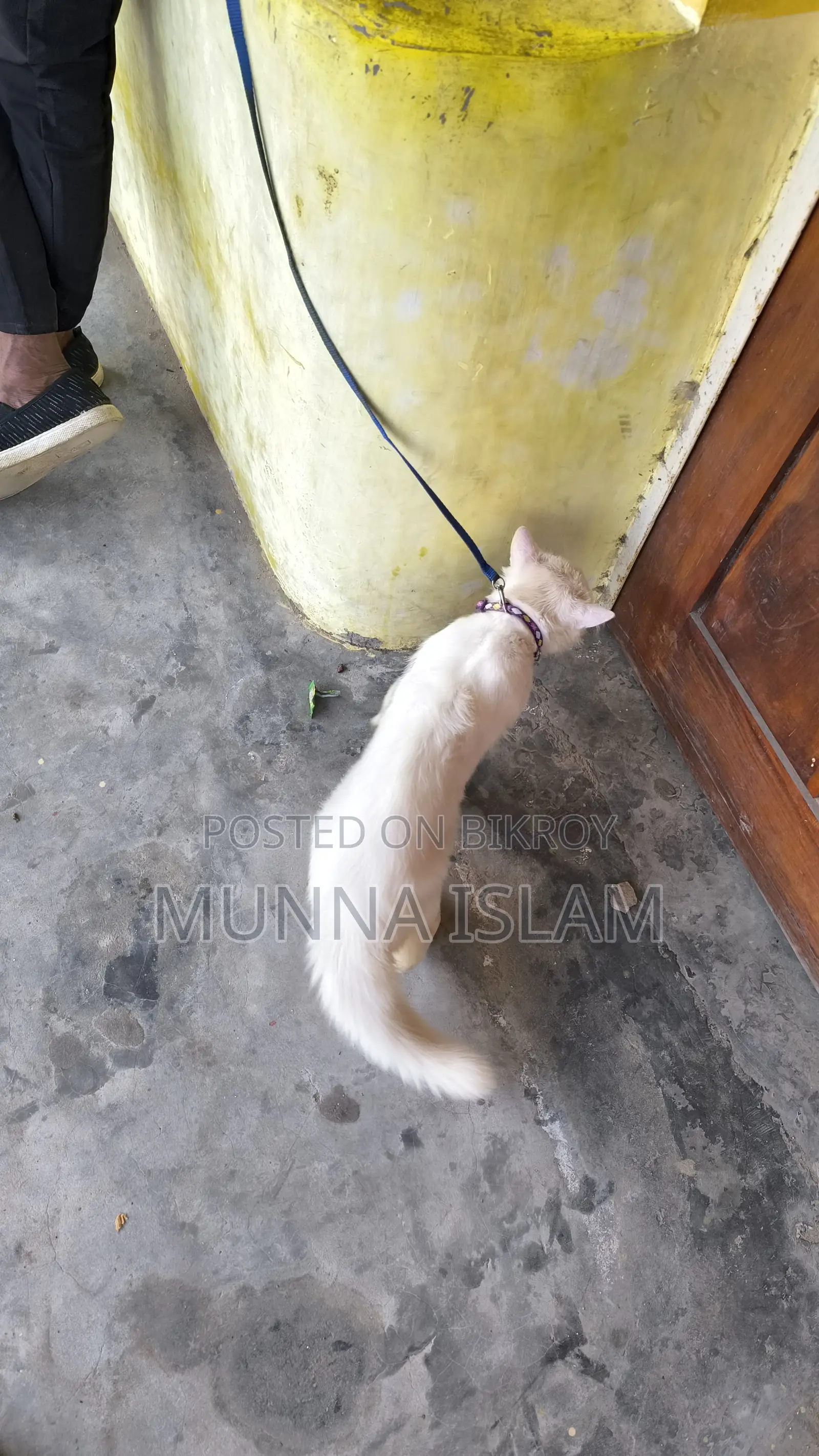 পার্শিয়ান বিড়াল