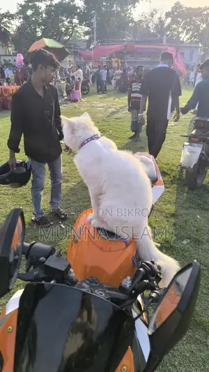 পার্শিয়ান বিড়াল