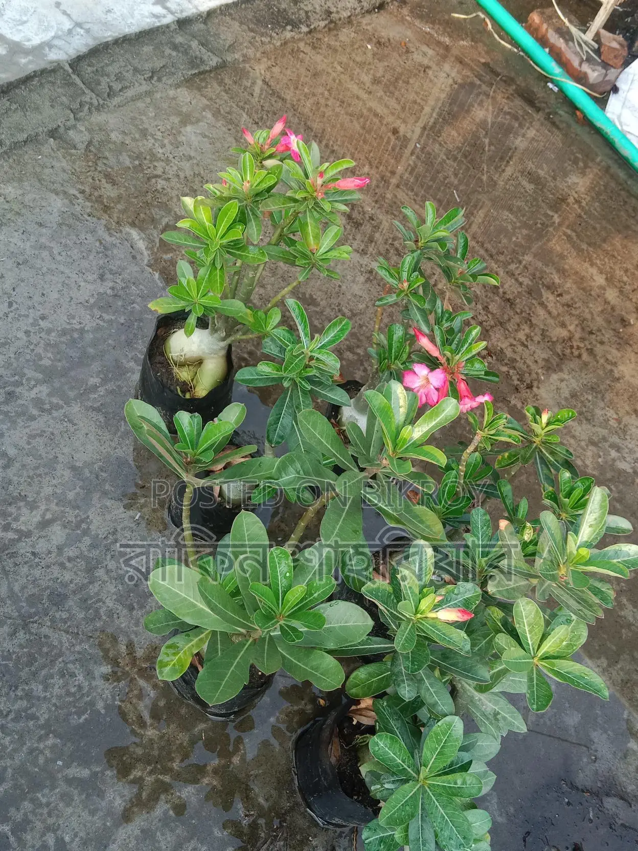 Adenium For Sale