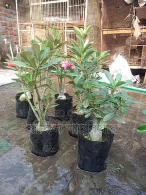 Adenium For Sale