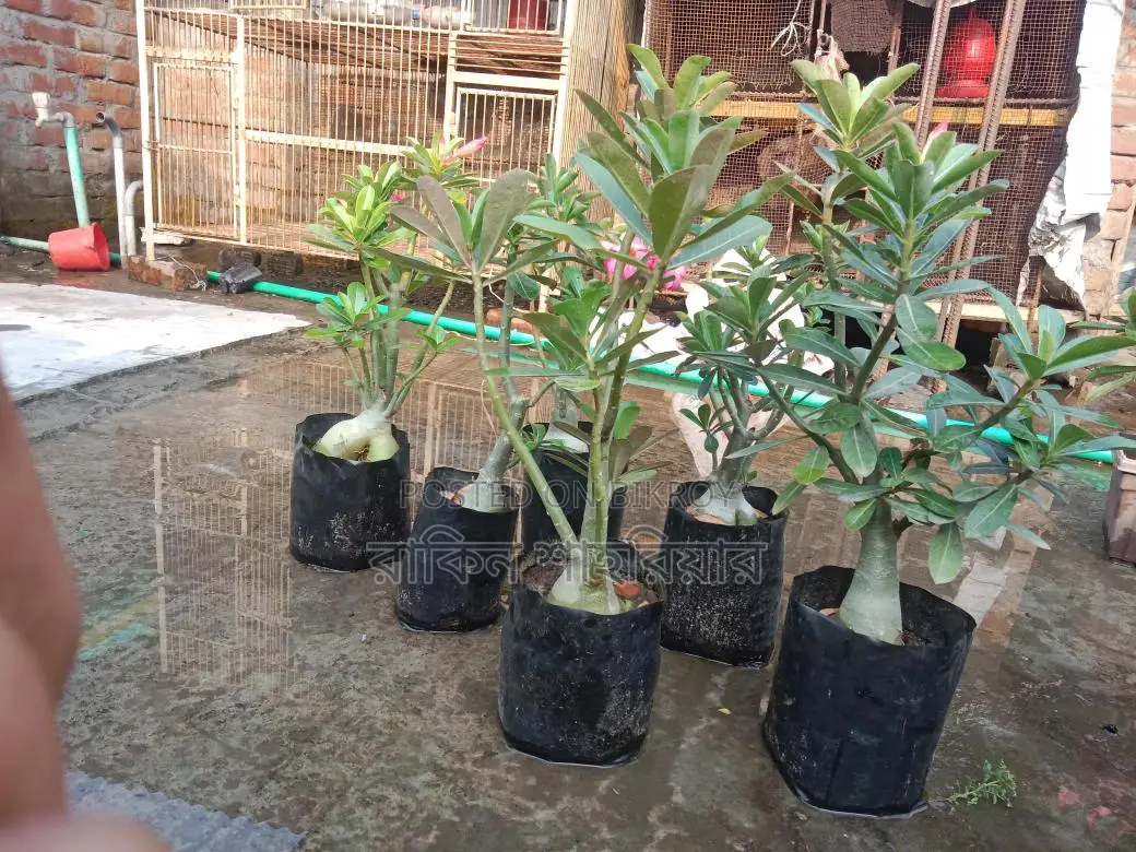 Adenium For Sale