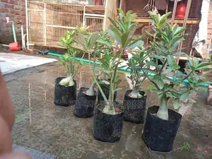 Adenium For Sale
