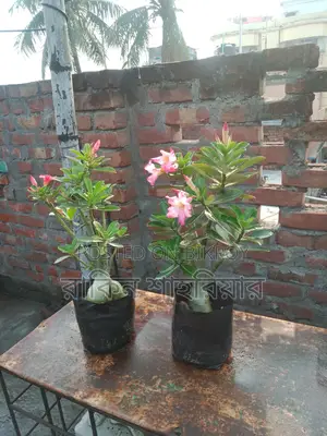 Adenium For Sale