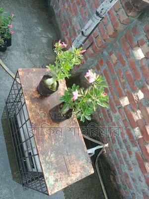 Adenium For Sale