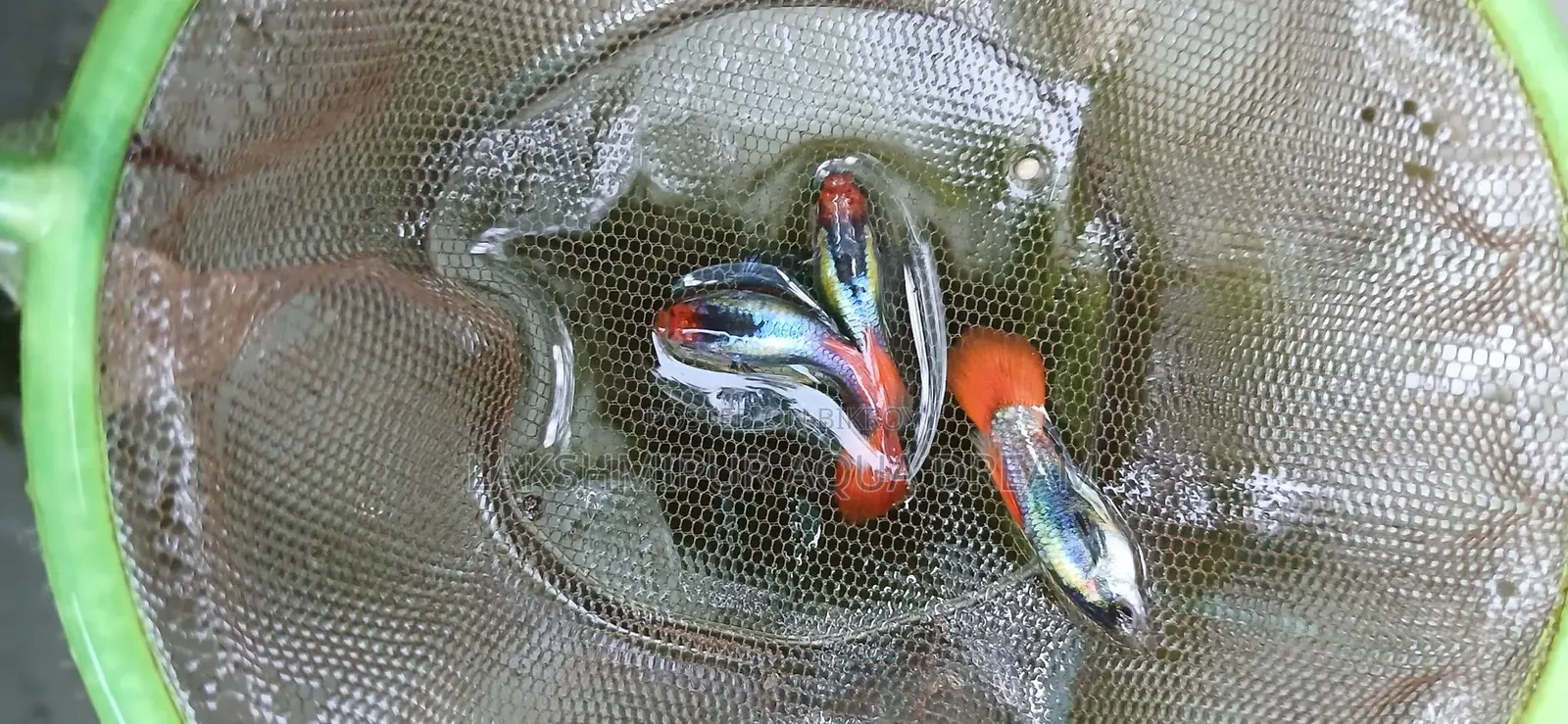 গাপ্পি মাছ