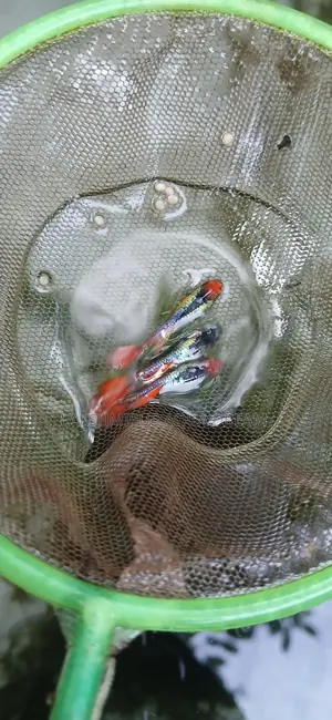 গাপ্পি মাছ