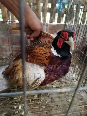 রিংনেক ফিছেন্ট