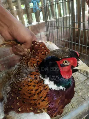 রিংনেক ফিছেন্ট