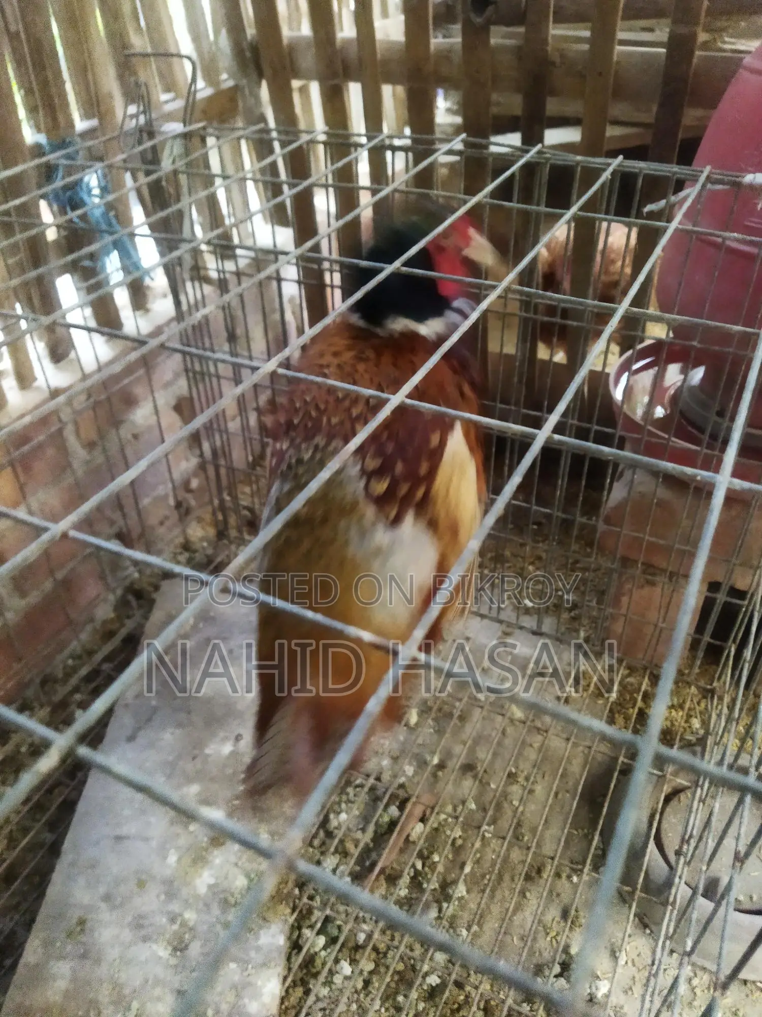 রিংনেক ফিছেন্ট